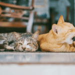 A cozy cat curled up and sleeping peacefully, illustrating the natural behavior of cats spending 75% of their life asleep.