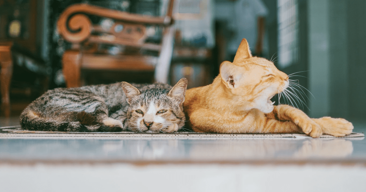 A cozy cat curled up and sleeping peacefully, illustrating the natural behavior of cats spending 75% of their life asleep.